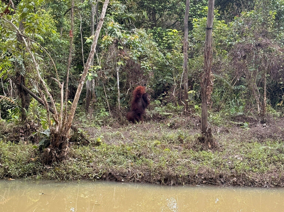 Kalimantan Tour Guide-巴厘巴板必去景点