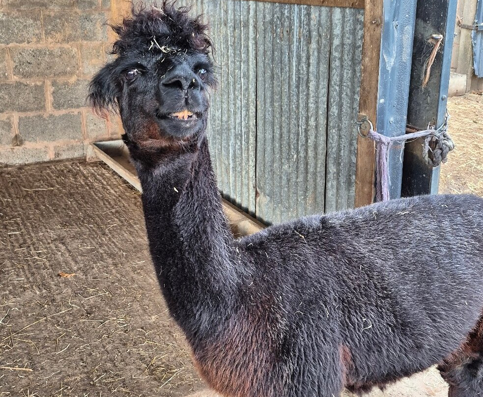 Woolley Animals Farm Park-Winkleigh必去景点