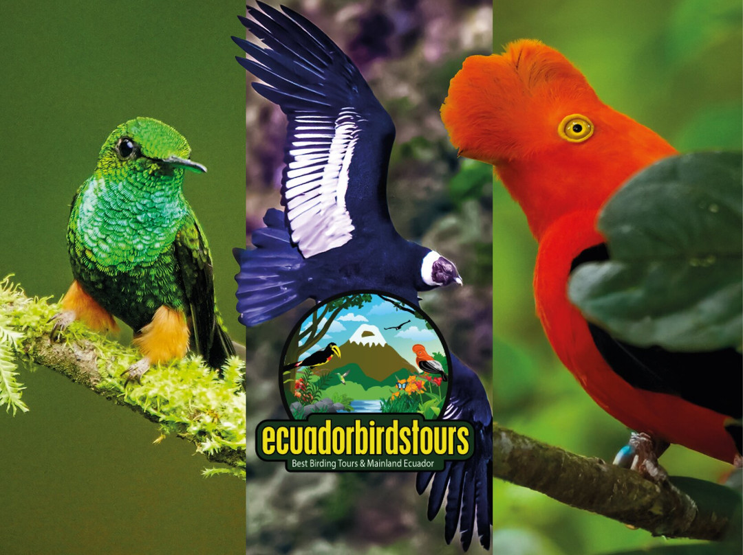 Ecuador Birds Tours-基多必去景点