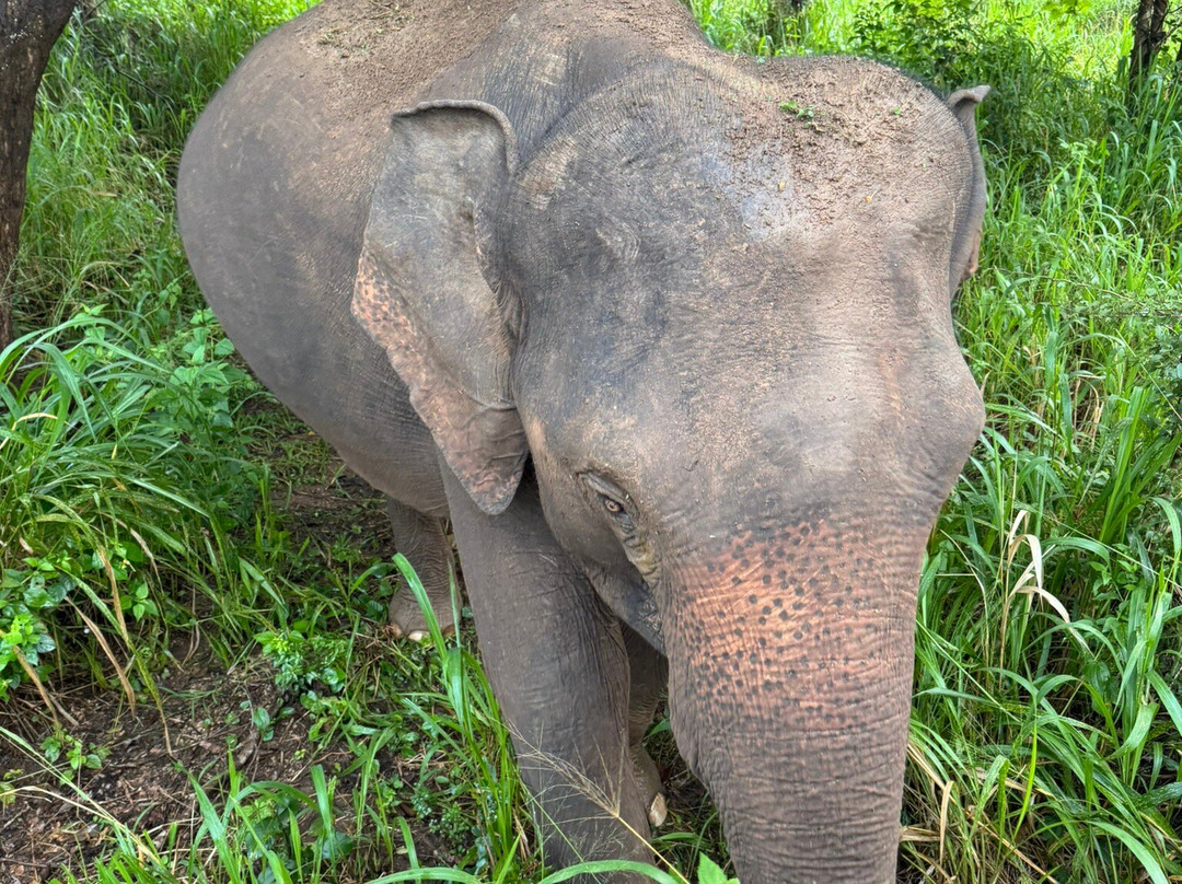 Lakshan jeep safari habarana-哈巴拉娜必去景点
