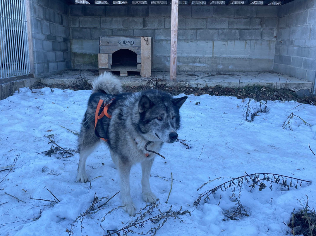 Kuma & Co-莱德萨阿尔卑斯必去景点