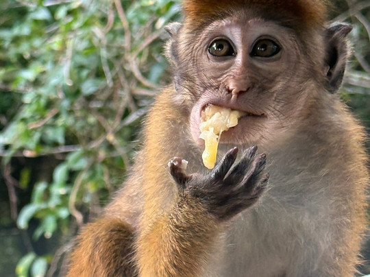 Boat Safari At Koggala Lake No 07-克拉必去景点