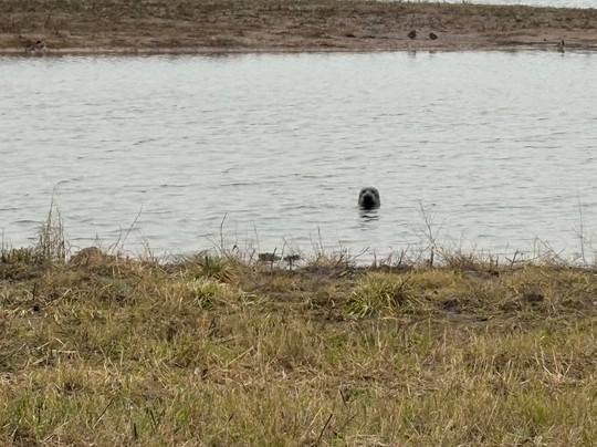 RSPB Freiston Shore-Freiston必去景点