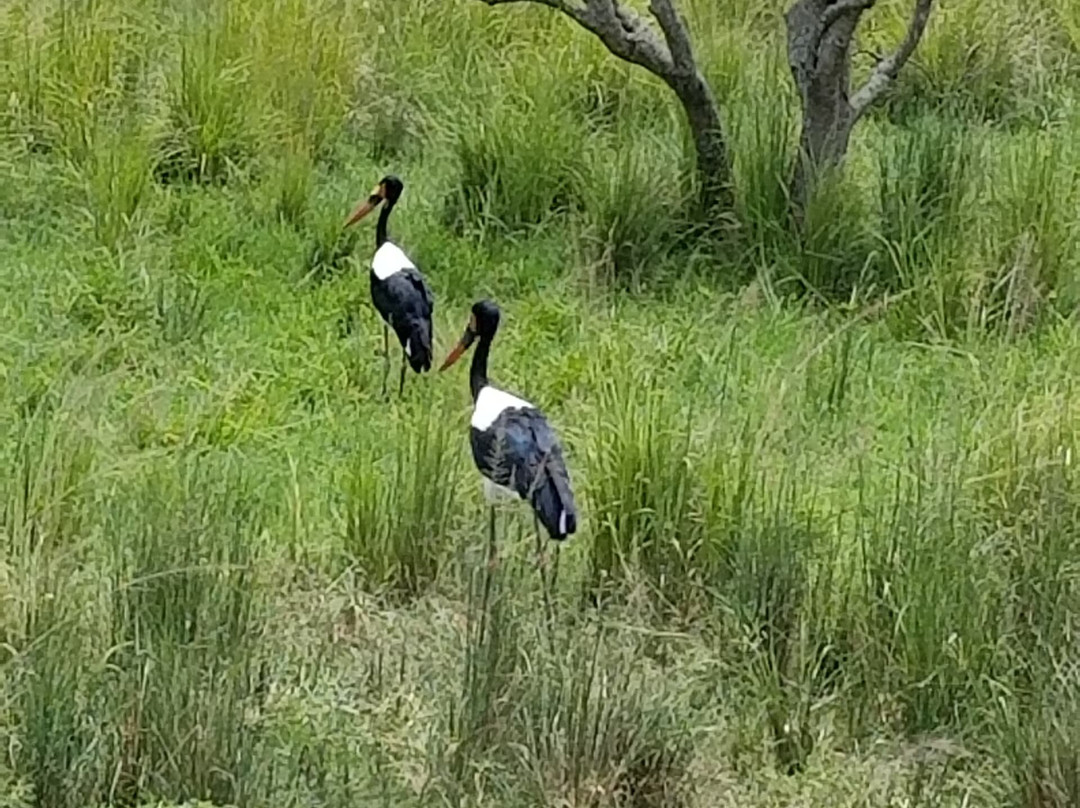 Big Lion Trails Safaris-坎帕拉必去景点