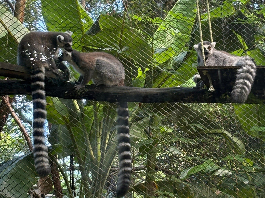 Akumal Monkey Sanctuary & Rescued Animals-艾库玛尔必去景点