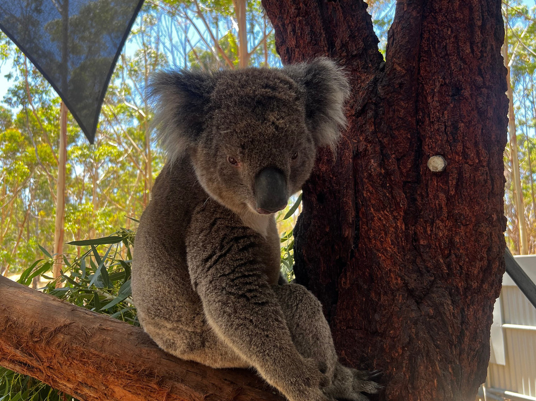 Softfoot Farm & Wildlife Park-Hindmarsh Valley必去景点