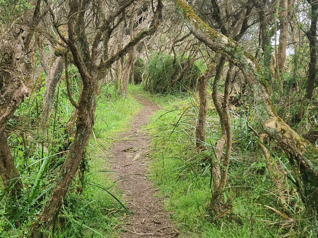 Enchanted Forest-Cape Bridgewater必去景点