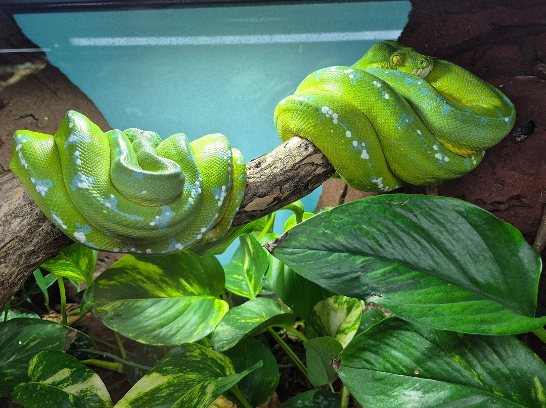 Snakeroom Serpentarium-福恩吉罗拉必去景点