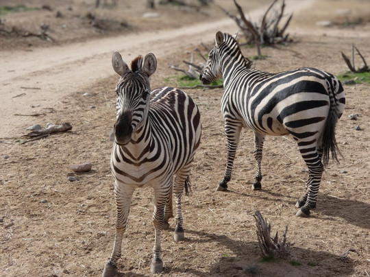 Out Of Africa Wildlife Park-Camp Verde必去景点