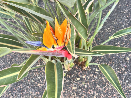 Caletta De Fuste Beach-Caleta de Fuste必去景点