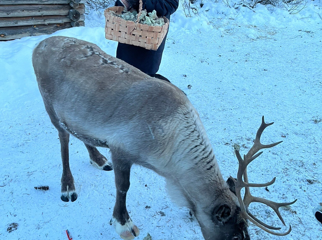 Local Lifestyle Rovaniemi-罗瓦涅米必去景点