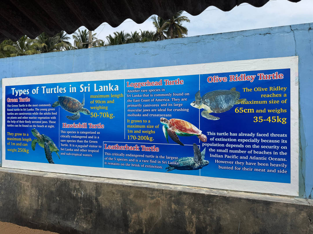 KOSGODA Turtle Conservation and Research Centre-科斯戈德必去景点