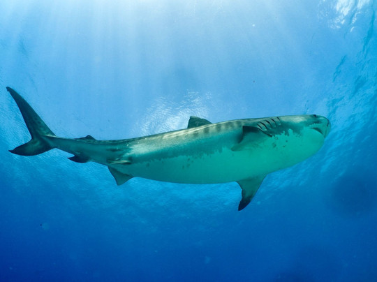 Scuba Butler Fuvahmulah-Fuvahmulah必去景点