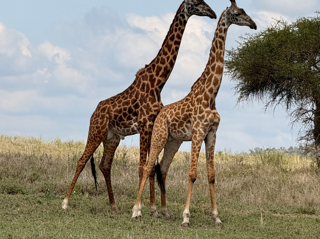 Serengeti Sons Safaris-阿鲁沙必去景点