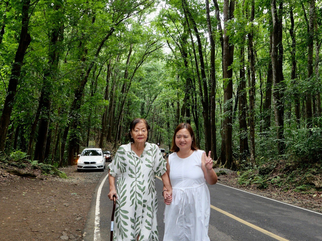 Bilar Man-Made Mahogany forest-Bilar必去景点