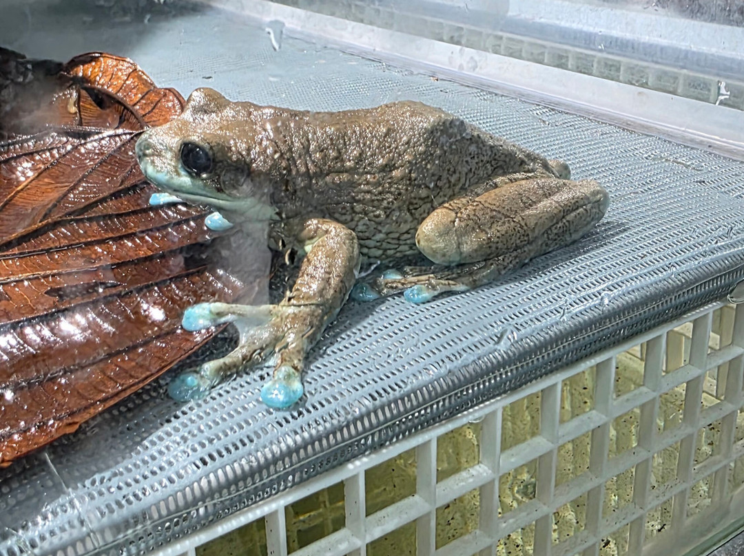 Wikiri Sapoparque-基多必去景点