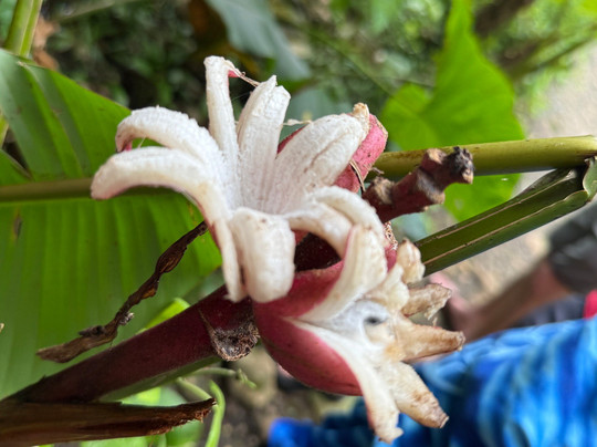 Rio Celeste Blue Adventures-Tenorio Volcano National Park必去景点