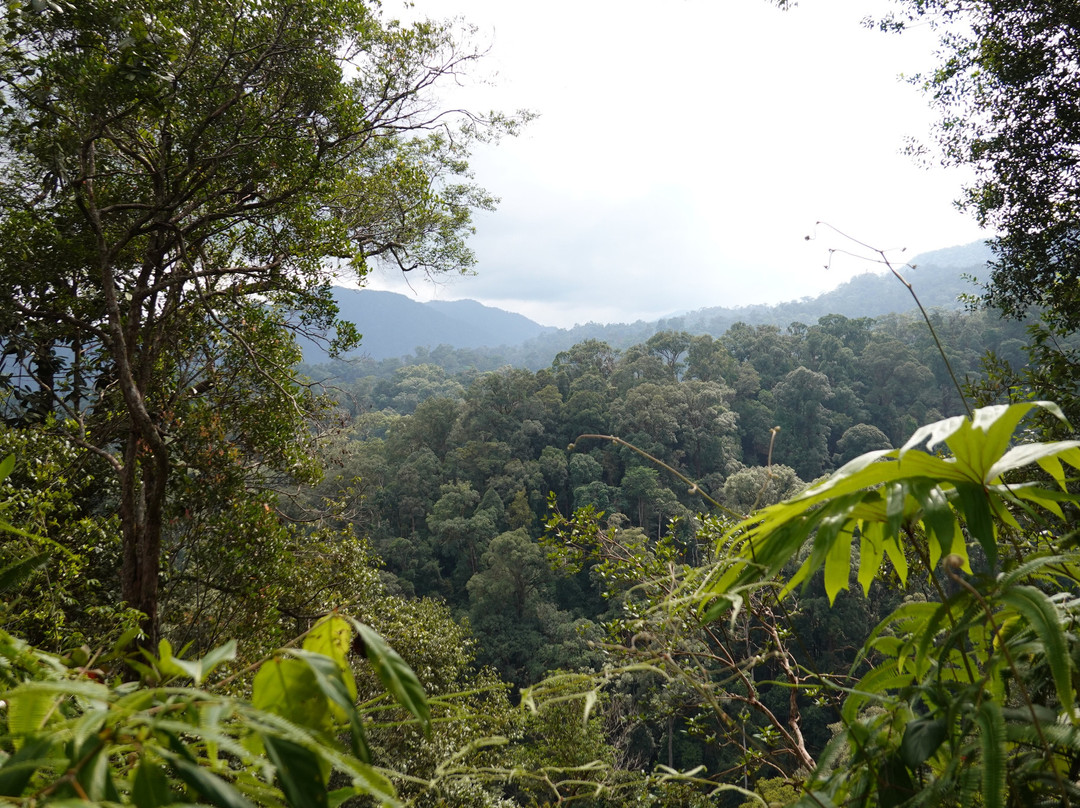 Sumatra Orang Utan Treks-武吉拉旺必去景点