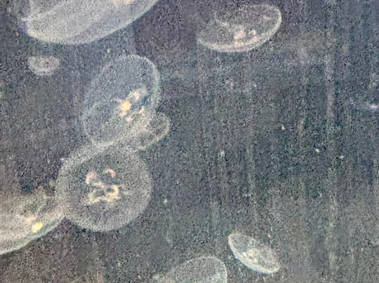 AQWA The Aquarium Of Western Australia-拉瑞斯必去景点