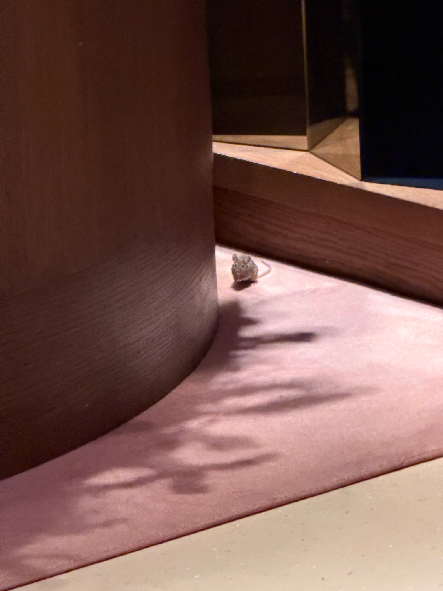 海牙希尔顿酒店-餐饮