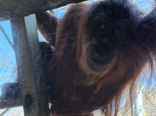 Cameron Park Zoo-韦科必去景点