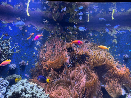 Aquazoo Loebbecke Museum-杜塞尔多夫必去景点