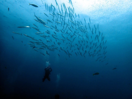 Wetzone Divers-拉克山必去景点