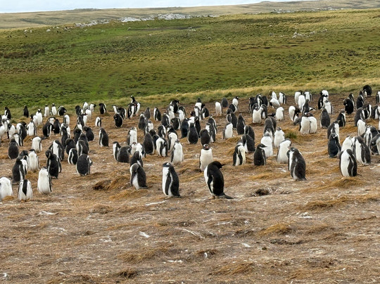Bluff Cove Lagoon-East Falkland必去景点