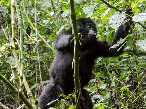 Arcadia Safaris-坎帕拉必去景点