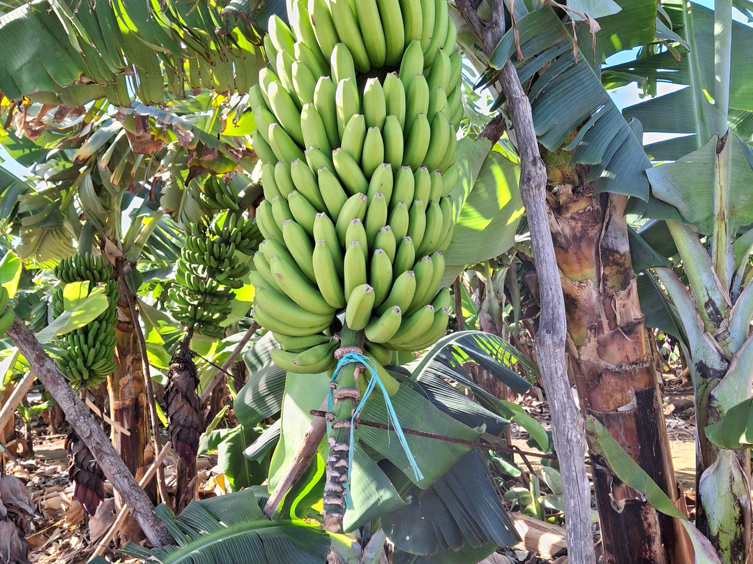 La Rekompensa Mundo del Plátano-Arucas必去景点