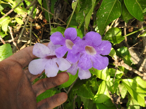 Selva Teenek Ecopark主图