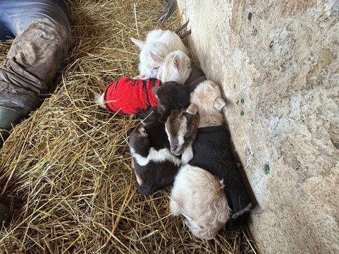 Les Animaux De Fairytale-Cap-d'Agde必去景点