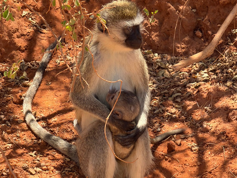 Eddison Safari Kenya-瓦塔木必去景点