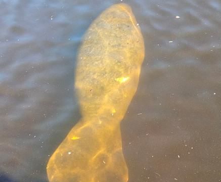 Manatee Park-迈尔斯堡必去景点