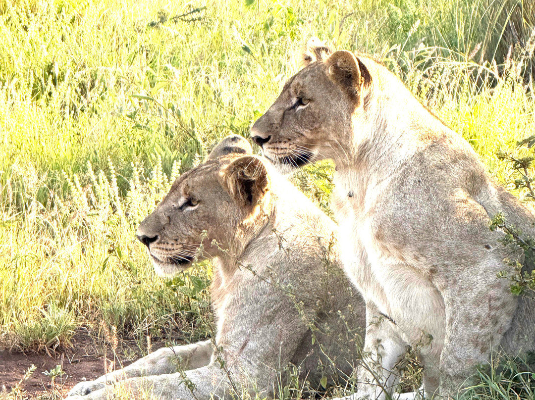 African Safari Group-开普敦必去景点