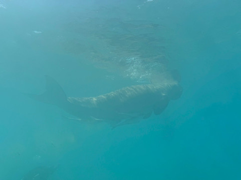 Dugong Dive Center-San Jose必去景点