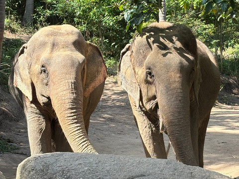 Samui Elephant Sanctuary-波普特必去景点