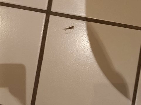 巴特阿罗尔森迎宾城市主图