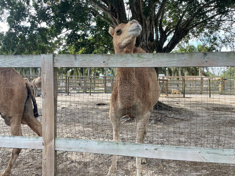Animal Edventure Park-博因顿海滩必去景点