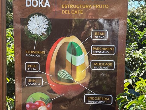 Doka Estate Coffee Tour-Poas Volcano National Park必去景点