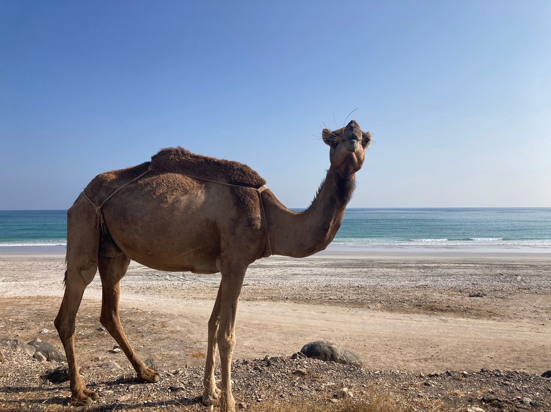 Your Salalah Tour-塞拉莱必去景点