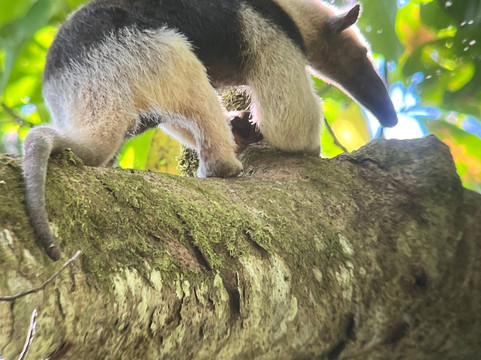 Ficus Tours-希门尼斯港必去景点