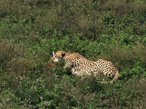 Unlimited Expeditions - The Soul Of Tanzania-阿鲁沙必去景点