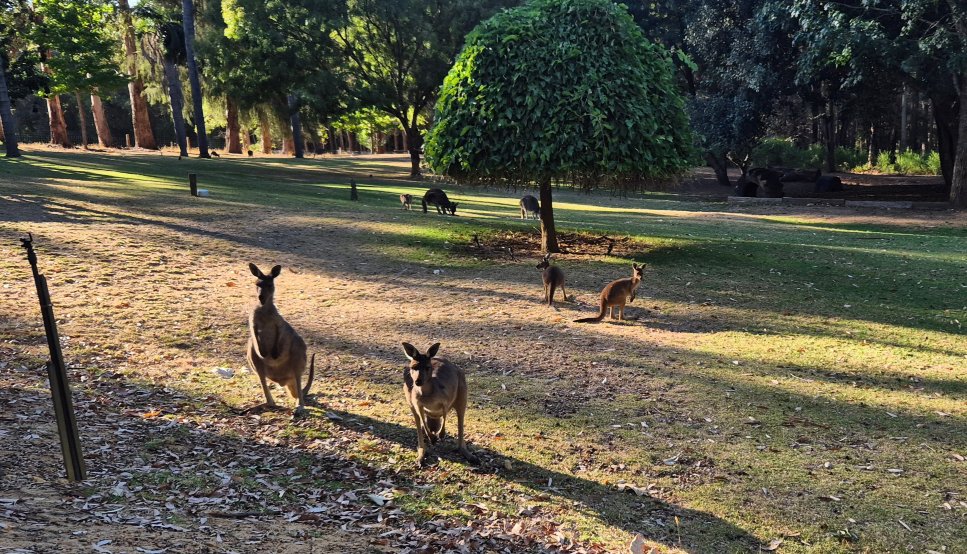 森林洛奇度假村-浴室