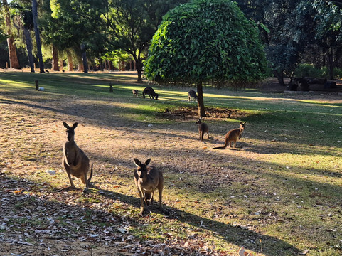 森林洛奇度假村主图