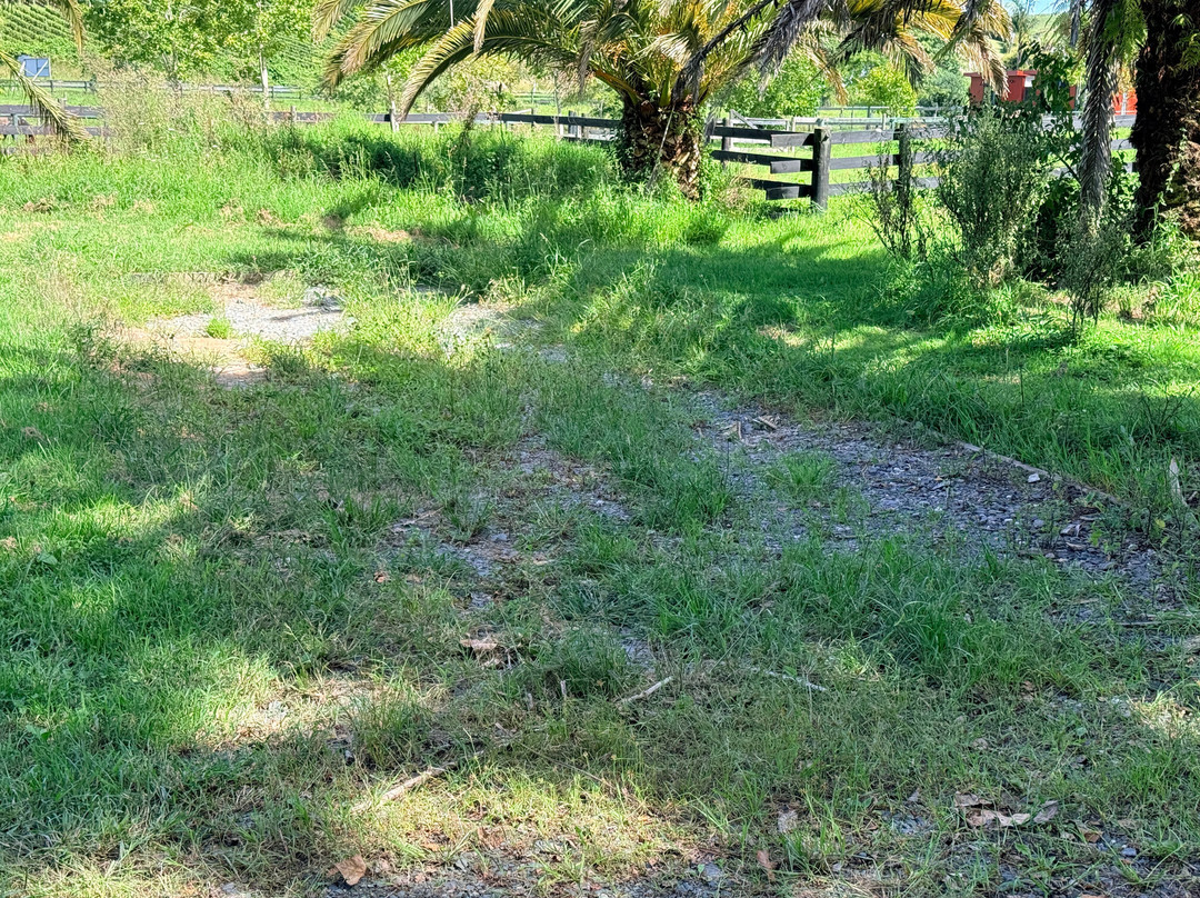 Matakana Country Park-马塔卡纳小镇必去景点
