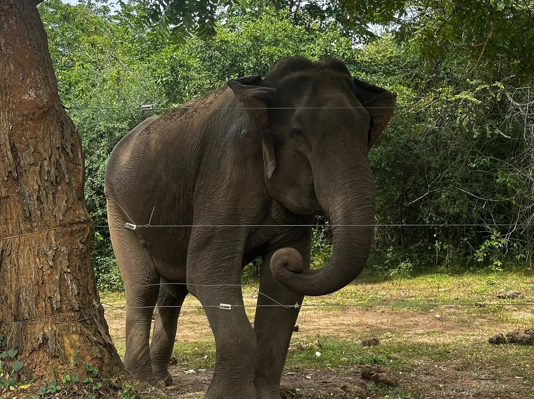 Trek Tropical Tours - Sri Lanka Tours & Travels-埃勒必去景点