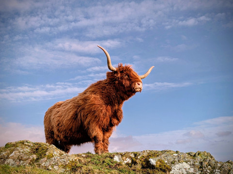 Kitchen Coos & Ewes-New Luce必去景点