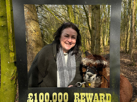 Sheriff Alpacas-约克必去景点