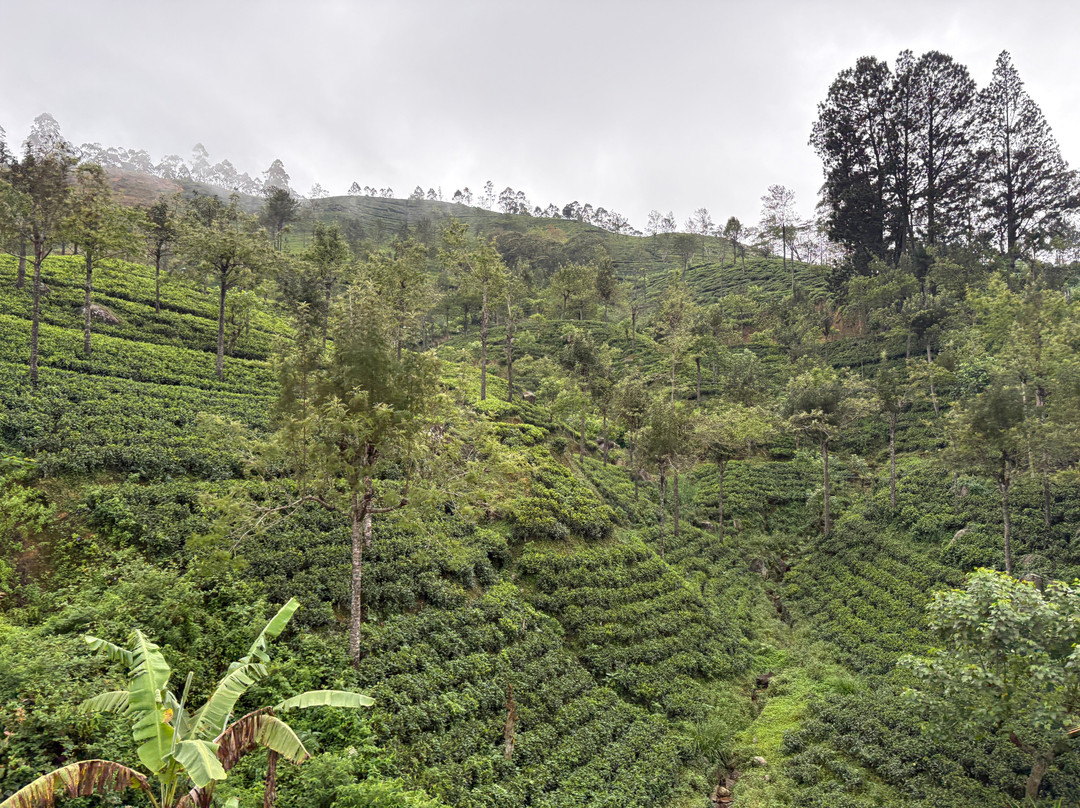 Wonderful Trip by DiDi-科伦坡必去景点